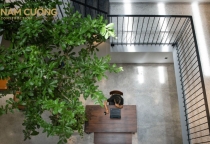 Cây thân gỗ phù hợp với không gian nhà phố trồng trong nhà