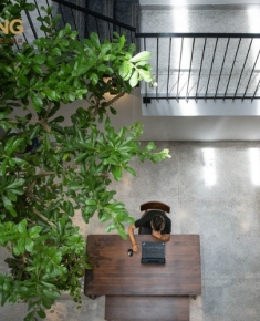 Cây thân gỗ phù hợp với không gian nhà phố trồng trong nhà