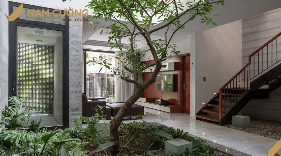 Cây lộc vừng trồng trong nhà phố phong thủy