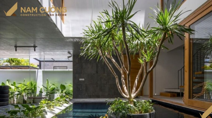 Cây phát tài núi mang may mắn cho nhà phố |